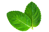 Huile essentielle de menthe poivrée
